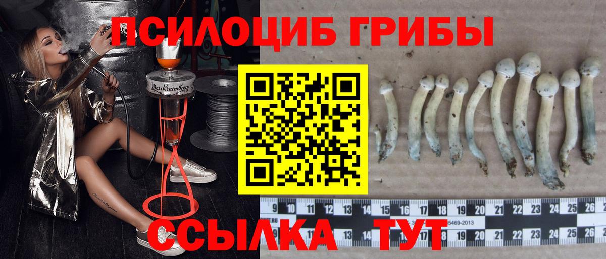 Псилоцибиновые грибы GOLDEN TEACHER  Вход с VPN  Чернушка 